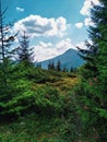 Coniferous trees and junipers high in the mountains