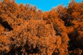 coniferous trees with orange needles against a blue sky in Spain Royalty Free Stock Photo