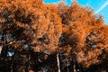 coniferous trees with orange needles against a blue sky in Spain Royalty Free Stock Photo