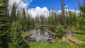 Coniferous trees by the pond in Uinta Wasatch national forest Royalty Free Stock Photo