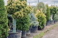 Coniferous trees in pots standing in a row in the outdoor garden nursery shop Royalty Free Stock Photo