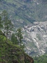 Coniferous trees on a rocky green mountain slope background Royalty Free Stock Photo