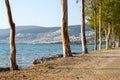 Coniferous trees on the seashore in Akbuk village in Turkey