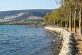 Coniferous trees on the seashore in Akbuk village in Turkey