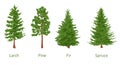 coniferous trees set, larch, pine, fir, spruce, color vector illustration isolated on white Royalty Free Stock Photo