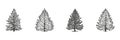 Coniferous Trees Sketch Side View Set. Landscape Design And Architectural Elevation Collection. Isolated Vector Royalty Free Stock Photo