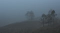 Coniferous trees in thick fog.