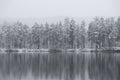 Coniferous trees in winter, reflected in river or lake