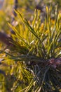 Coniferous twigs in the light of the sun during sunset.