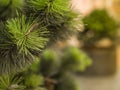 Coniferous urban small tree growing in a flower bed on a large pedestrian street near the business center.