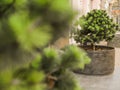 Coniferous urban small tree growing in a flower bed on a large pedestrian street near the business center. Royalty Free Stock Photo