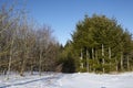 Conifers and bald trees into a snowscape Royalty Free Stock Photo