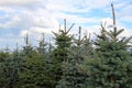 Christmas tree plantation