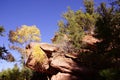 Conifers contrast with red and orange cliffs