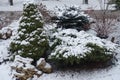 Conifers covered with snow in the rock garden in January Royalty Free Stock Photo