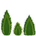Conifers of different shapes, three kinds of conifers - tui, cypress, juniper. Piramidal, candle and drop shape Royalty Free Stock Photo