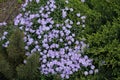 Conifers and flowering Phlox subulata in rock garden in spring Royalty Free Stock Photo