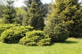 Conifers in the garden Royalty Free Stock Photo