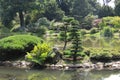 Conifers on the island