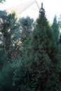 Conifers of the Order Pinales in the division Pinophyta, class Pinopsida in the garden. Berlin, Germany