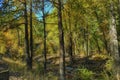 Conifers and shadows on autumn hillside Royalty Free Stock Photo