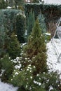 Conifers under the snow in February. Berlin, Germany