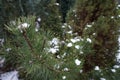 Conifers under the snow in February. Berlin, Germany