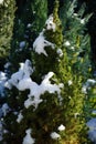 Conifers under the snow in the garden in winter. Berlin Germany