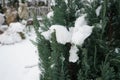 Conifers under the snow in the garden in winter. Berlin Germany