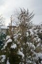 Conifers under the snow in the garden in winter. Berlin Germany