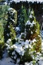 Conifers under the snow in the garden in winter. Berlin Germany