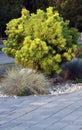 Golden pine, Pinus mugo Ophir on the gaden bed