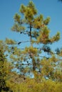 A coniferus tree Royalty Free Stock Photo