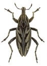 Coniocleonus nigrosuturatus, a weevil from mediterranean countries Royalty Free Stock Photo