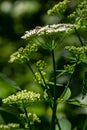 Conium maculatum, colloquially known as hemlock, poison hemlock or wild hemlock, is a highly poisonous biennial herbaceous