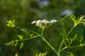 Conium maculatum, colloquially known as hemlock, poison hemlock or wild hemlock, is a highly poisonous biennial herbaceous