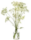 Conium maculatum hemlock or poison hemlock in a glass vessel on a white background