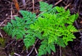 Poison Hemlock, Conium maculatum L.