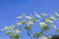 Conium maculatum (hemlock or poison hemlock) is a highly poisonous flowering plant, native to Europe and North Africa, and