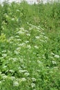 Conium maculatum, the hemlock or poison hemlock, is a highly poisonous biennial herbaceous flowering plant in the carrot family Royalty Free Stock Photo