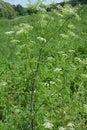 Conium maculatum, the hemlock or poison hemlock, is a highly poisonous biennial herbaceous flowering plant in the carrot family Royalty Free Stock Photo