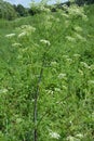 Conium maculatum, the hemlock or poison hemlock, is a highly poisonous biennial herbaceous flowering plant in the carrot family Royalty Free Stock Photo