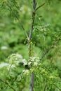 Conium maculatum, the hemlock or poison hemlock, is a highly poisonous biennial herbaceous flowering plant in the carrot family Royalty Free Stock Photo