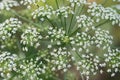 Conium maculatum, hemlock white flowers macro