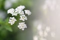 Conium maculatum or poison hemlock, is a highly poisonous biennial herbaceous flowering plant in the carrot family Apiaceae. Close