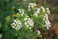Conium maculatum or poison hemlock, is a highly poisonous biennial herbaceous flowering plant in the carrot family Apiaceae, nativ