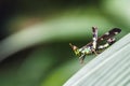 Conjoined Spot Monkey Grasshopper (Erianthus serratus) Royalty Free Stock Photo