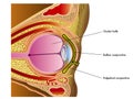 Conjunctiva