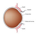 Conjunctiva of the eye