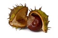 Conker Royalty Free Stock Photo